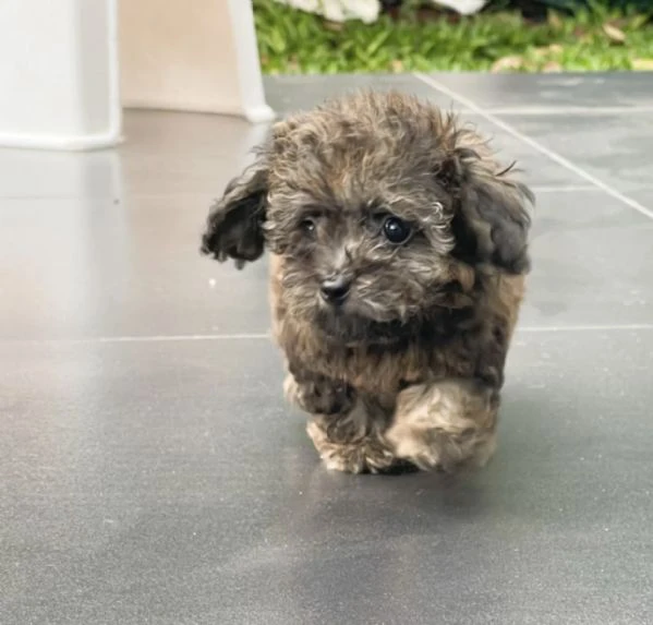adorabili cuccioli di barboncino dal carattere meraviglioso adorabili compagni barboncini