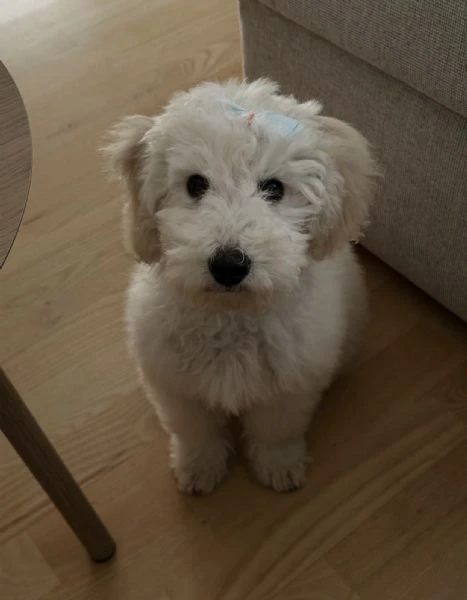 cuccioli di barboncino felici e in salute cuccioli di barboncino felici