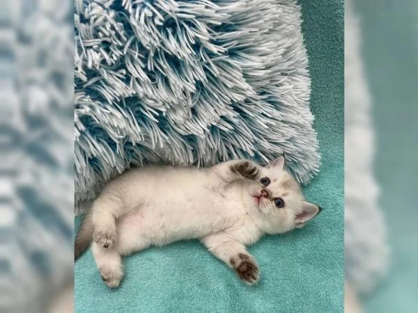 meravigliosi gattini british | Foto 4