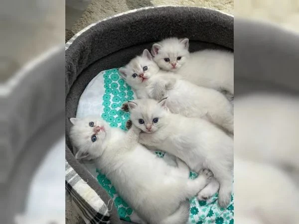 meravigliosi gattini british | Foto 3