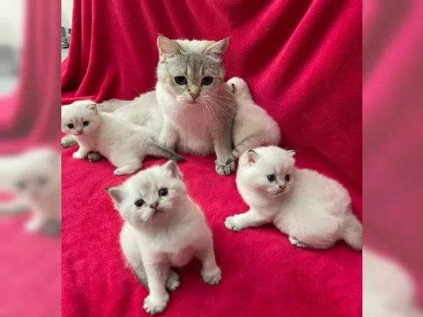 meravigliosi gattini british | Foto 0