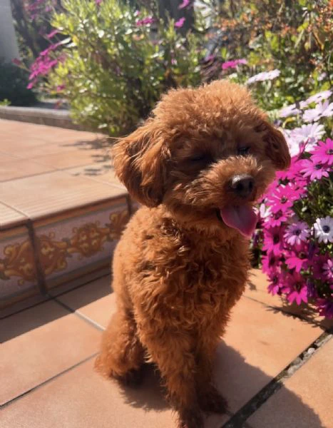 trova il tuo compagno ideale: un dolce cucciolo di barboncino | Foto 1
