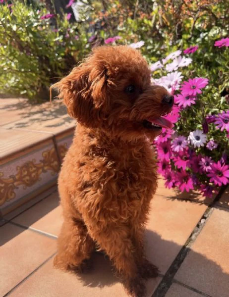 splendidi cuccioli di barboncino disponibili per famiglie amorevoli