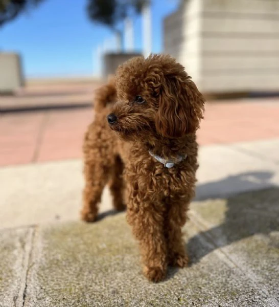 il tuo prossimo compagno di famiglia potrebbe essere un cucciolo di barboncino | Foto 1