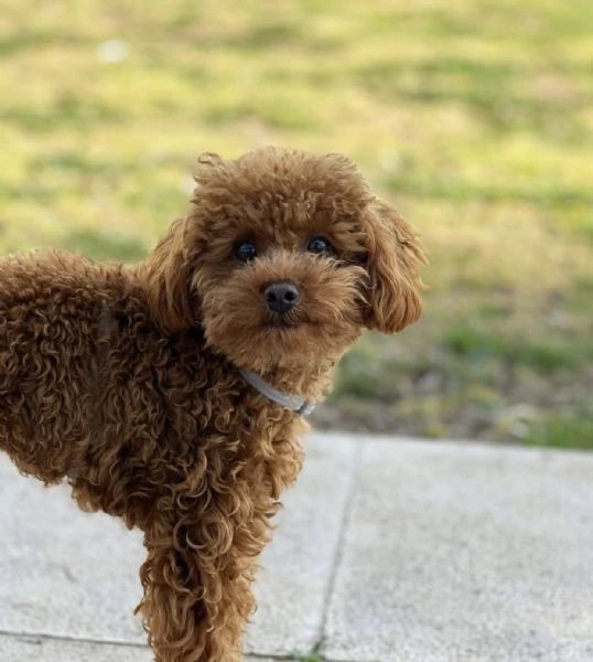 il tuo prossimo compagno di famiglia potrebbe essere un cucciolo di barboncino