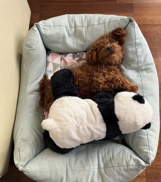 dolci, giocherelloni e adorabili cuccioli di barboncino pronti per una nuova casa | Foto 1