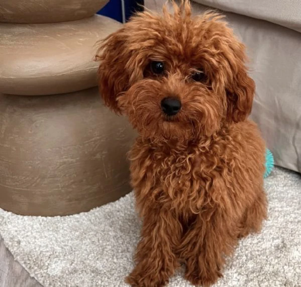 rendi la tua casa ancora più felice con un cucciolo di barboncino | Foto 1