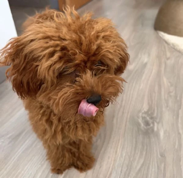 rendi la tua casa ancora più felice con un cucciolo di barboncino | Foto 0