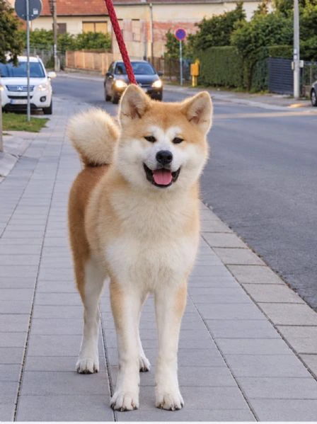akita inu - femmina | Foto 0