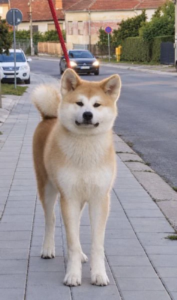 akita inu - femmina