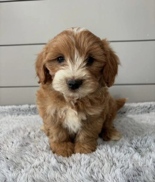 piccole zampe, grande amore: adorabili cuccioli di barboncino di 12 settimane! | Foto 0