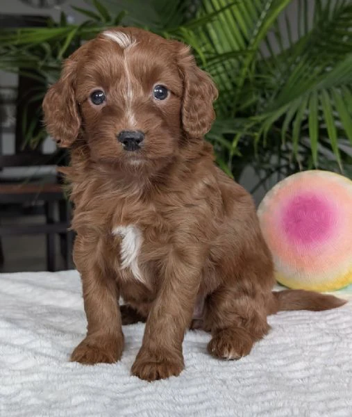 porta a casa un concentrato di gioia – cuccioli di barboncino disponibili! | Foto 0