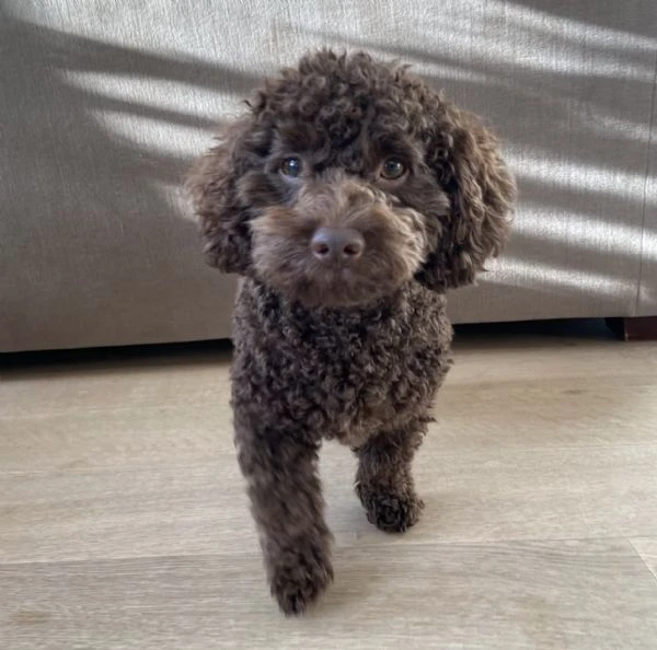 splendidi cuccioli di barboncino per famiglie premurose e responsabili! | Foto 0