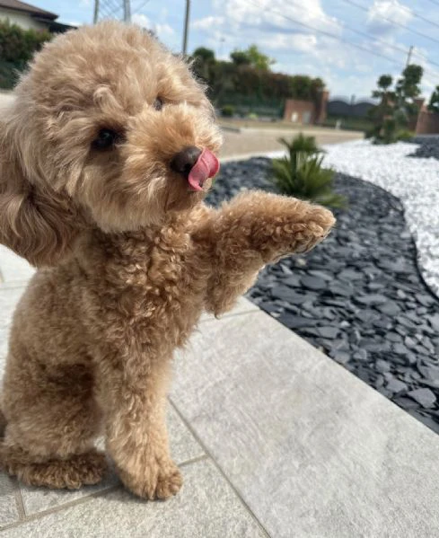 piccoli barboncini, felicità infinita – adorabili cuccioli disponibili! | Foto 1