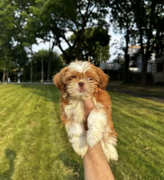 adorabili cuccioli di barboncino dal pelo riccio cercano casa!