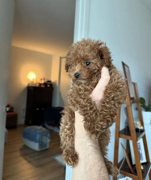 cerchi il cucciolo perfetto? scopri i nostri splendidi barboncini!