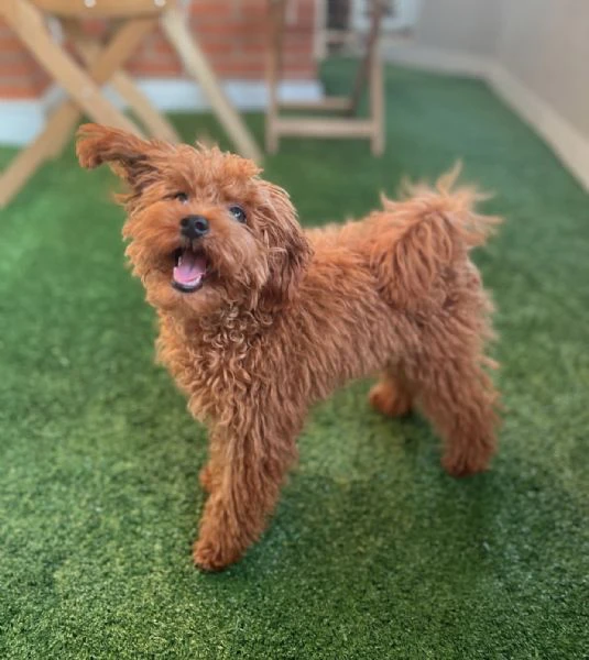 accogli a casa un adorabile cucciolo di barboncino: rendi speciale ogni giorno!