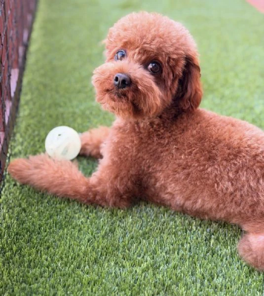 l'amore per i cuccioli inizia qui – scopri i nostri adorabili barboncini! | Foto 0