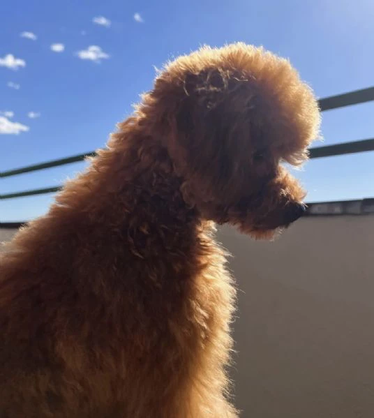 accogli un cucciolo di barboncino amorevole nella tua famiglia | Foto 2