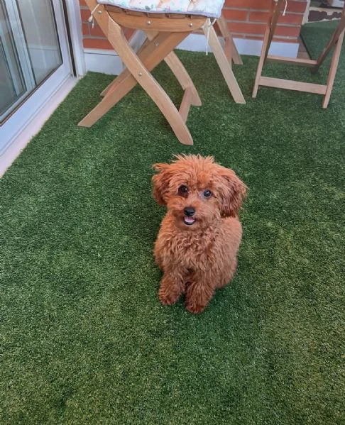bellissimi cuccioli di barboncino per chi ama davvero i cani | Foto 1