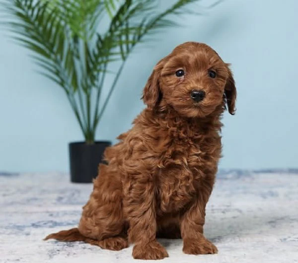 piccoli cuori pelosi in cerca di una famiglia da amare | Foto 1