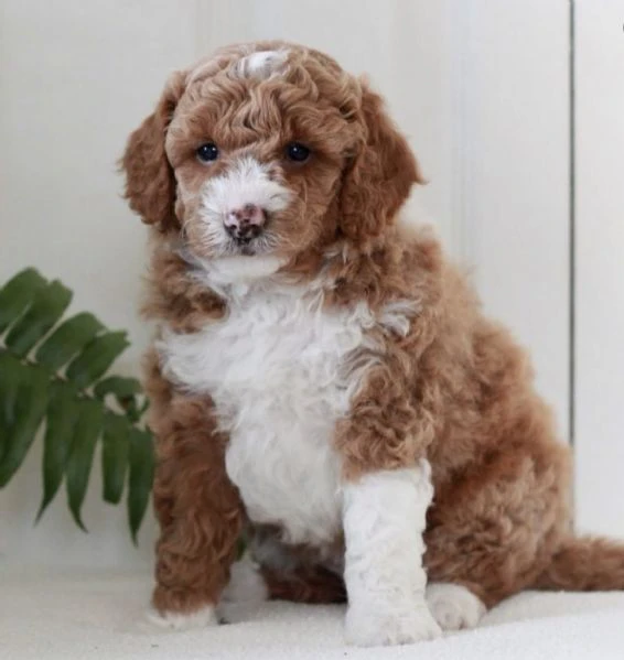 piccole zampette, grandi emozioni: cuccioli di barboncino | Foto 0