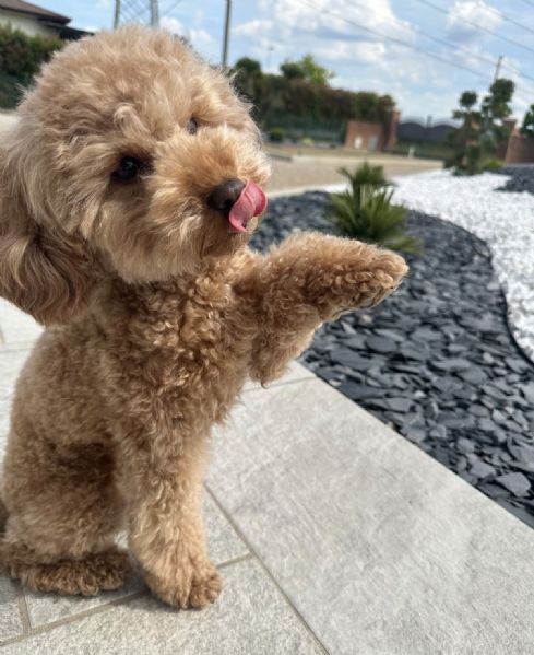 una dolce compagnia per tanti anni a venire