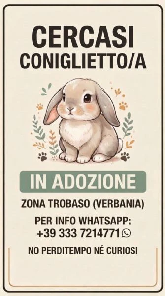 cercasi coniglietto in adozione 