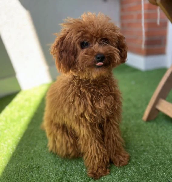 cuccioli di barboncino teneri e adorabili cercano casa