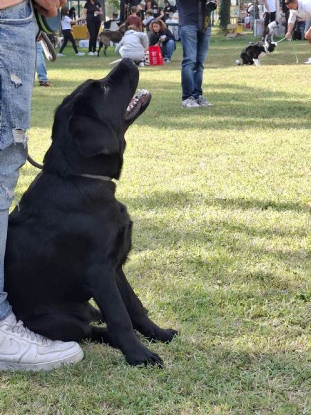 cucciolo labrador nero | Foto 5
