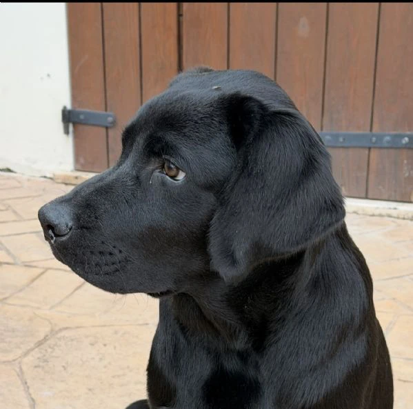 cucciolo labrador nero