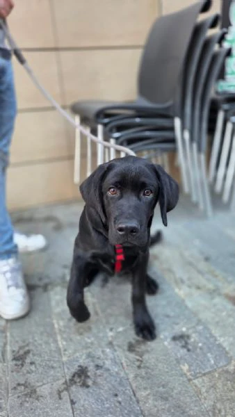 cucciolo labrador nero | Foto 4