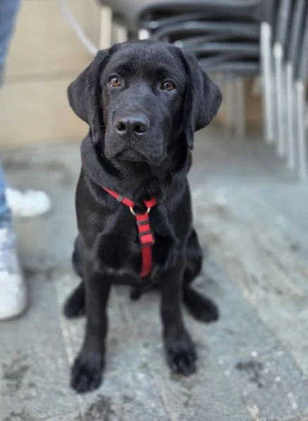 cucciolo labrador nero | Foto 3
