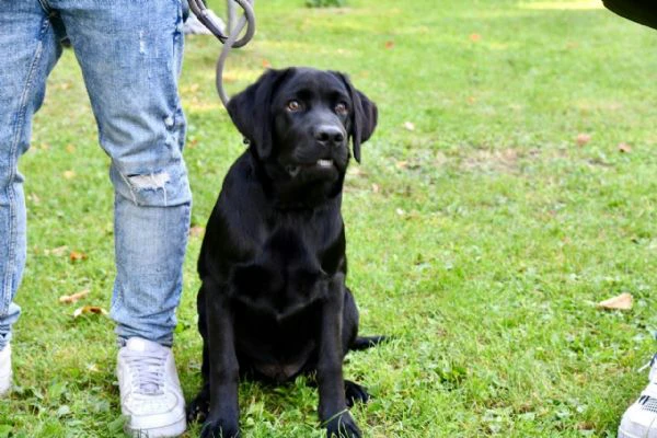 cucciolo labrador nero | Foto 2
