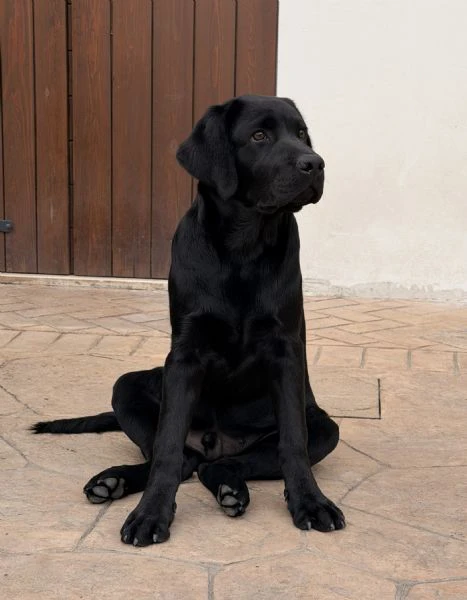 cucciolo labrador nero | Foto 1