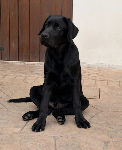 cucciolo labrador nero | Foto 0