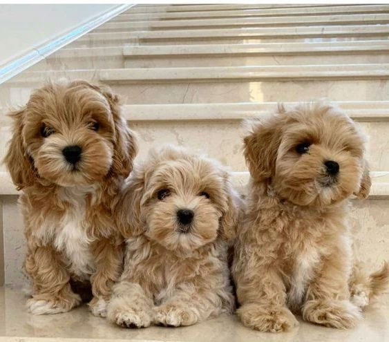 cuccioli di maltipoo, 3 mesi, maschi e femmine, manto albicocca
