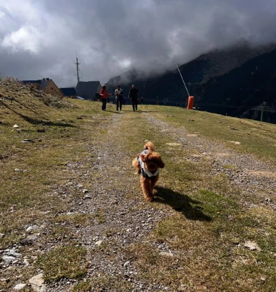 teneri cuccioli di barboncino cercano una casa piena di amore | Foto 1