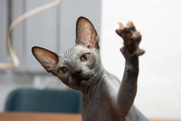 gattini sphynx | Foto 3
