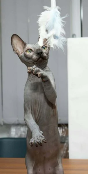 gattini sphynx | Foto 2
