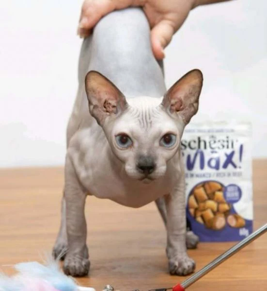 gattini sphynx | Foto 1