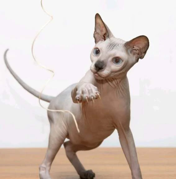 gattini sphynx | Foto 0