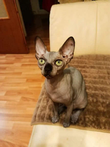 gattini sphynx