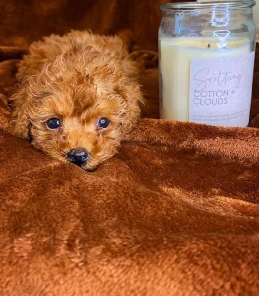 cucciolo di barboncino è disponibile | Foto 0