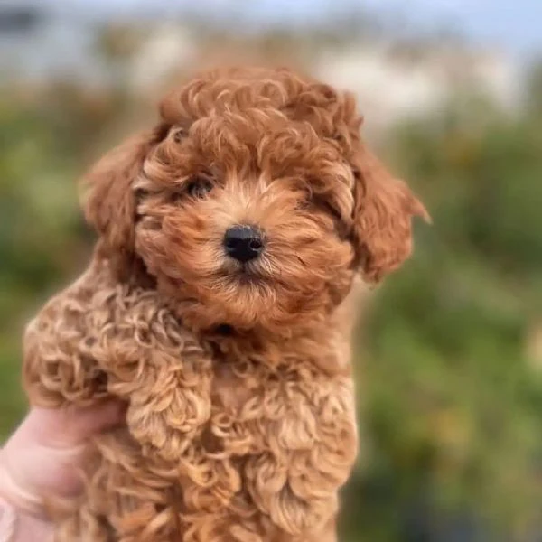  cucciolo di barboncino | Foto 1