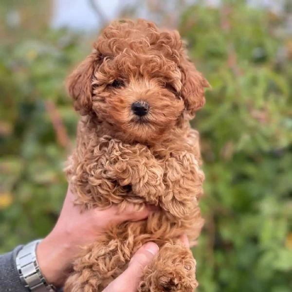  cucciolo di barboncino | Foto 0