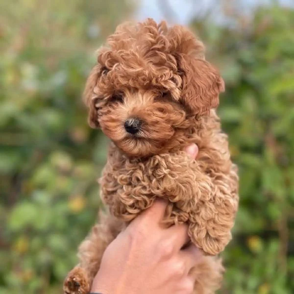  cucciolo di barboncino