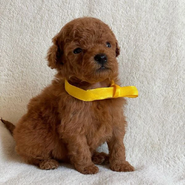 il piccolo barboncino toy | Foto 1