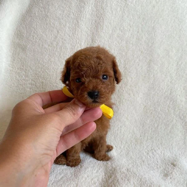 il piccolo barboncino toy | Foto 0