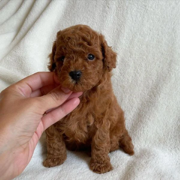 il piccolo barboncino toy